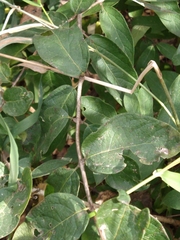 Lonicera