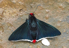 Pyrrhopyge phidias