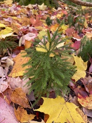 Dendrolycopodium