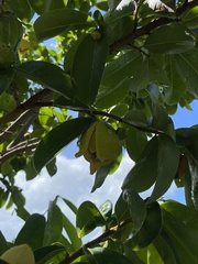 Annona