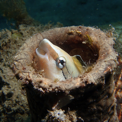 Aspidontus taeniatus