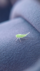 Stictocephala militaris