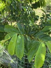 Annona
