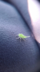 Stictocephala militaris