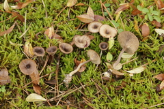Basidiomycota