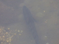 Atractoscion nobilis