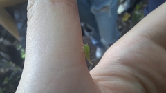 Stictocephala militaris