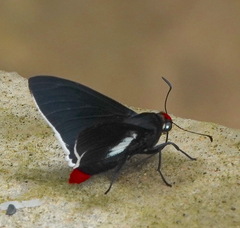Pyrrhopyge phidias