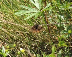 Euclidia glyphica
