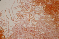 Basidiomycota
