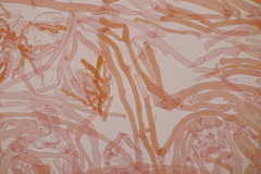 Basidiomycota