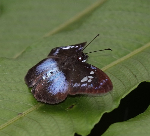 Pythonides lerina