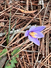 Crocus cambessedesii