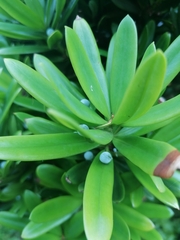 Podocarpus latifolius