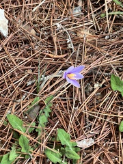 Crocus cambessedesii