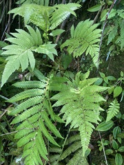 Steiropteris deltoidea