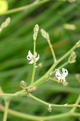 Trachyandra divaricata