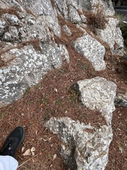 Crocus cambessedesii