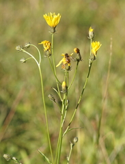 Crepis biennis