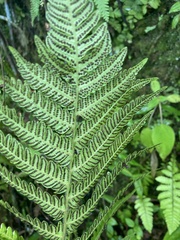 Steiropteris deltoidea