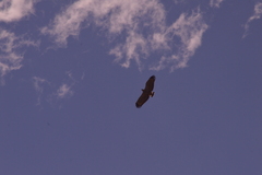 Buteogallus coronatus