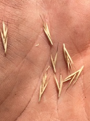 Festuca idahoensis