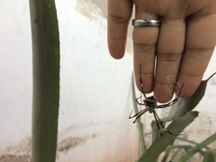 Argiope argentata