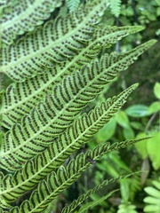 Steiropteris deltoidea