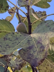 Ficus