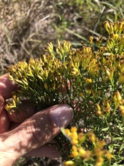 Euthamia leptocephala