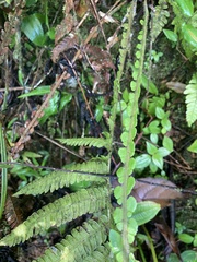 Steiropteris deltoidea