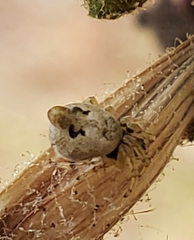 Cyclosa conica