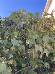 Ficus
