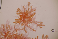 Basidiomycota