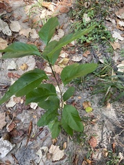 Frangula caroliniana