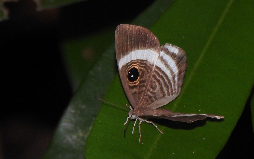 Mesosemia magete
