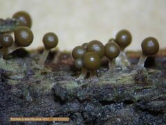 Trichia crateriformis