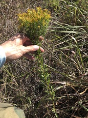 Euthamia leptocephala