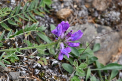 Oxytropis arctica taimyrensis