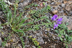 Oxytropis arctica taimyrensis