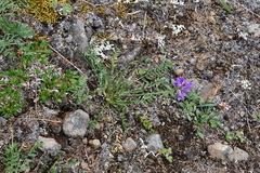 Oxytropis arctica taimyrensis