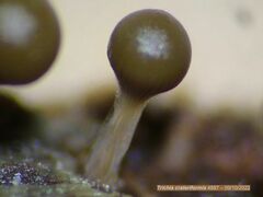 Trichia crateriformis