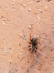 Kukulcania hibernalis