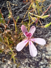 Pelargonium capillare