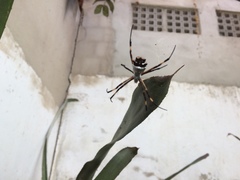 Argiope argentata