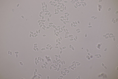 Basidiomycota