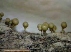 Trichia crateriformis