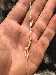 Festuca idahoensis