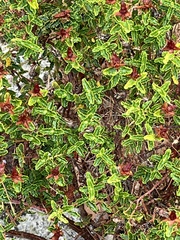 Hypericum balearicum
