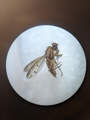 Opomyzidae